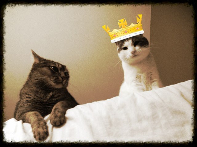 Im a practice manager at A Plus Animal Hosptial in Reno, NV. I am into hiking, travel, road trips, movies and love Abyssinian cats - meow!