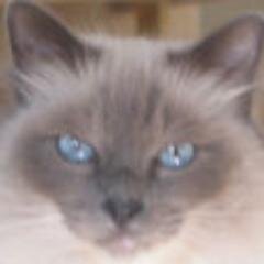 Im birman dat iz hangin at rainbow bridge w/dat dawg sam waitin fur mom. living in her heart 4ever.