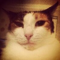 A R (@chs_sc843) 's Twitter Profile