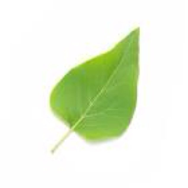 The crotch leaf. Protecting Sinbad from total nudity since puberty.