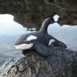 OFCETACEANS's profile picture. Showing the real situations of cetaceans (Captivity and Wild)...Change is impossible without information. Follow us on Facebook.Abrazo de aleta!!!