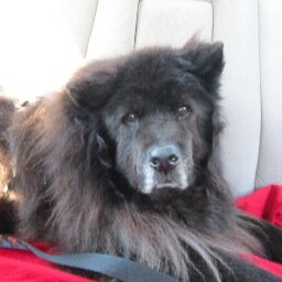 RoxienCookie's profile picture. 