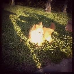 I am fiinding my bark every day... I am a chi and i have inner peace.. Well most dayz!! I wag my tail at all da gurls, and smtimes kittys 2!!