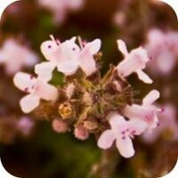 Plantas medicinales (@plantasmedicina) 's Twitter Profile Photo