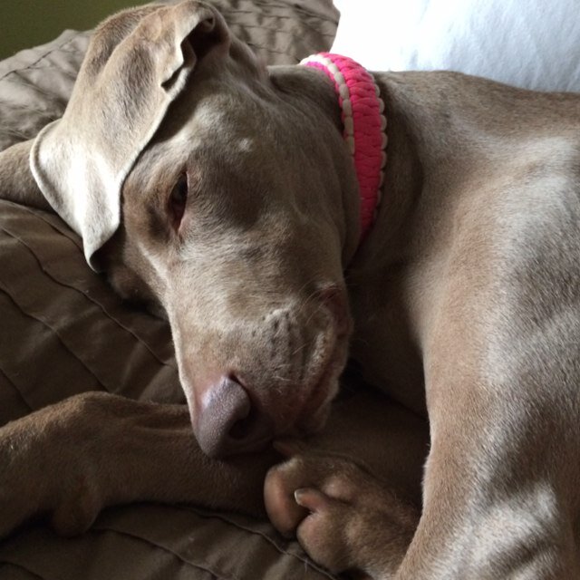 BrianWaraksa's profile picture. Dad, Husband, UW-Madison Alum