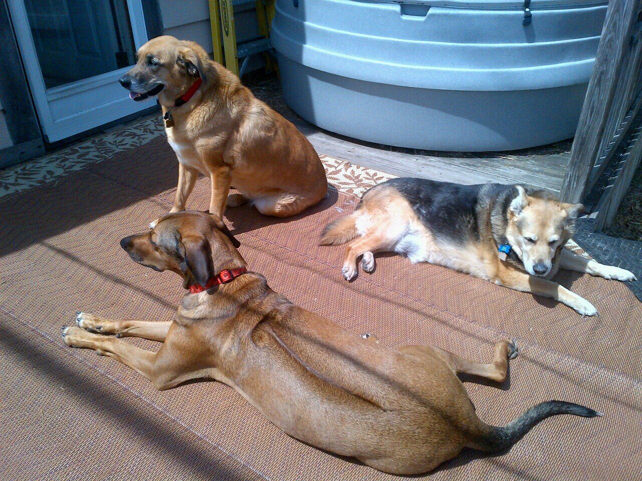 My three dogs are my children, I love my family and friends. I love to have a good glass of wine, listen to all types of music, and sit by the lake