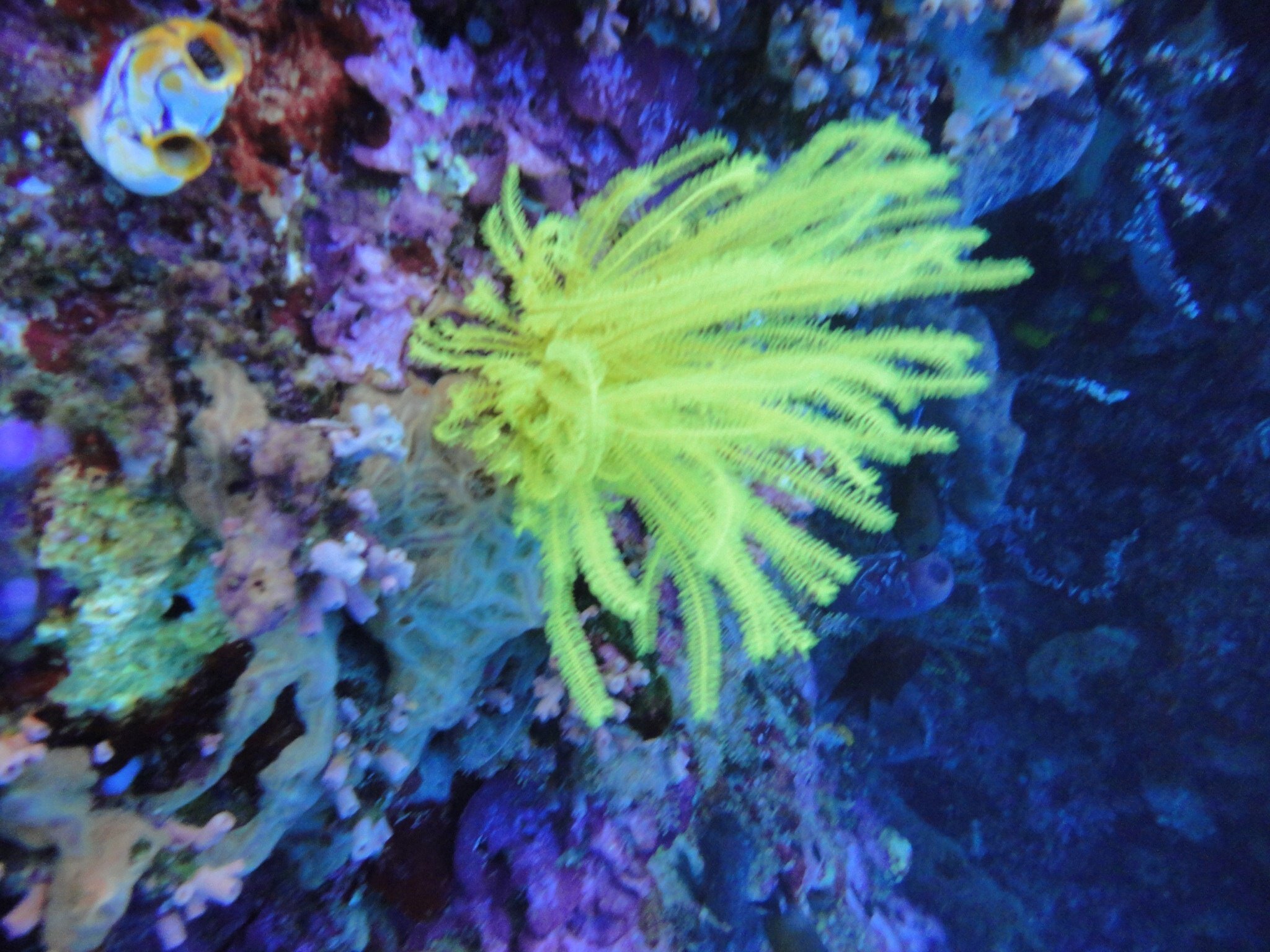 YulianiVeronica's profile picture. 