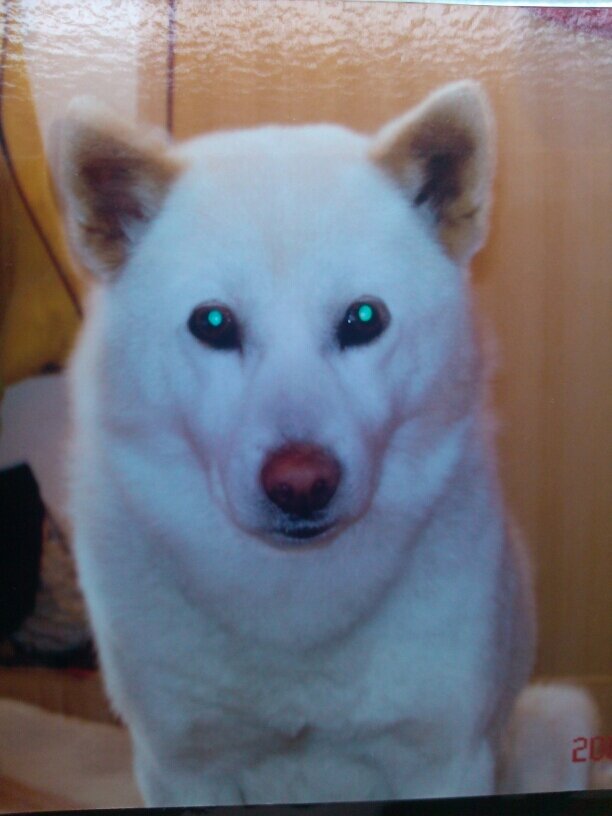 kuroDog022000's profile picture. 昔男の子