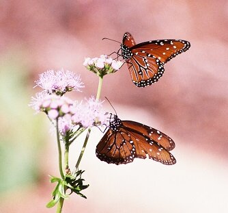 Vegetable Gardens - native plants - local wildlife, butterflies - organic,  sustainable farming - wildflowers - heirloom seeds - bee keeping - chickens - Guynes