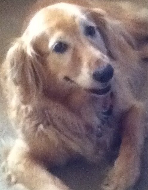 I am the FAMILY'S fluff bucket!!!  Just a bucket of Love!!! It's all about the snacks!