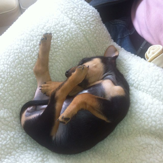 Love my dog pip