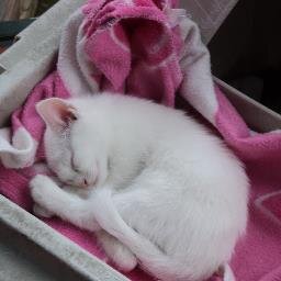 KittensRun's profile picture. Secretly 20 crabs in a trenchcoat o.O Official butt expert. Occasionally in twitch chat as TooPoorForGames, ya'll can call me 2Pour though :D