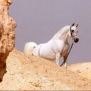 ابو عايض القحطاني (@11Aued) Twitter