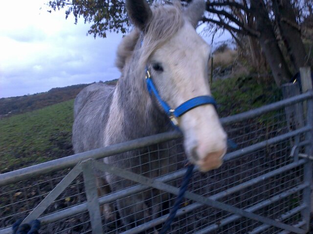 Cantering into the Sunset x