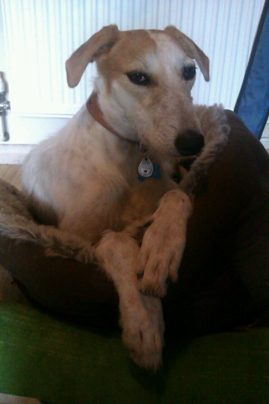 I'm a happy chappy 2yr old lurcher who loves everyone, running and food.