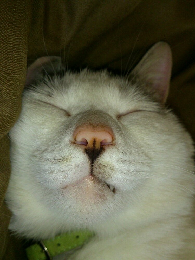 0320haruru's profile picture. 年泊100日を目指す キャンプバカ