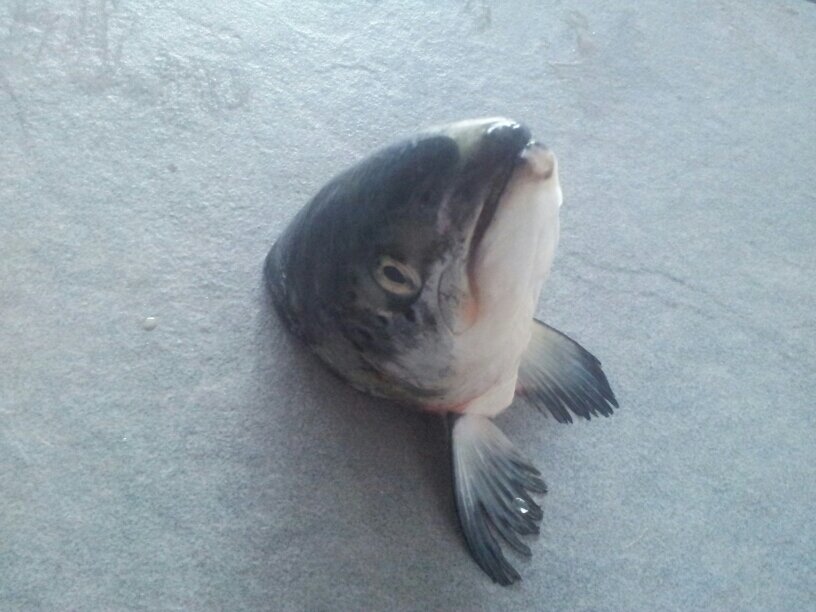 forcedin2this0's profile picture. 