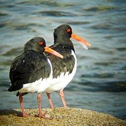 Birder and Bird and wildlife photographer. Live in Tring, Herts. Local  birdwatching site Tring Reservoirs. http://t.co/AF6EUmj02Q