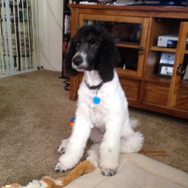 RoblingJ's profile picture. 