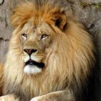 Rakesh Gajjar (@rakeshgajjar10) 's Twitter Profile