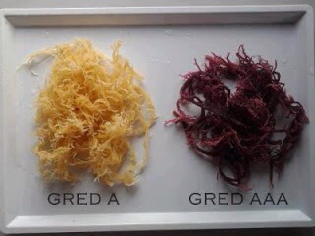 kologenrumpaila's profile picture. Tempahan : 0164211966
Kologen Marin Asli khas dari Sabah !
Rm 12 SAHAJA !!