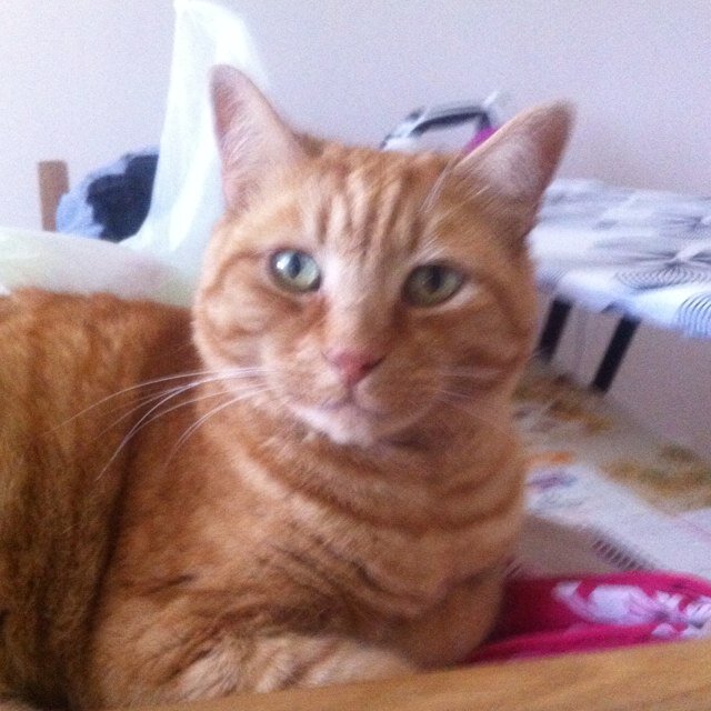 GingieButtoncat's profile picture. Big ginger brofur of Marmite, Jaffa, and Scrumpy. Mouser extroadinaire. RIP sisfur Poppy