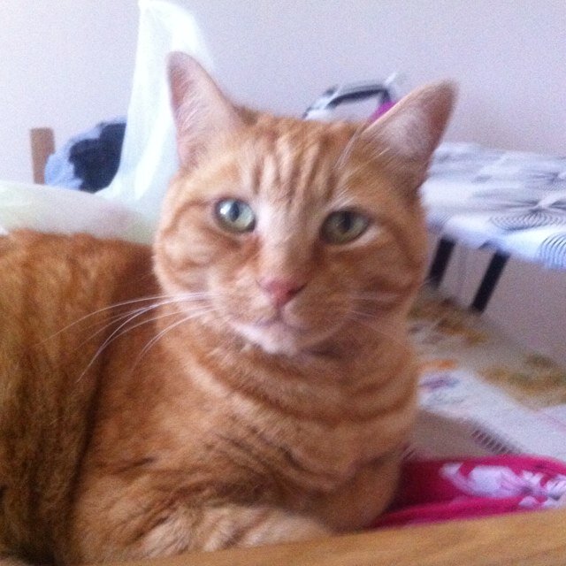 Big ginger brofur of Marmite, Jaffa, and Scrumpy. Mouser extroadinaire. RIP sisfur Poppy