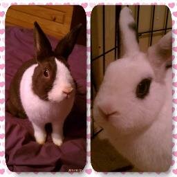 Three house bunnies who live with our Mommy in Hells Kitchen New York City. More treats please.