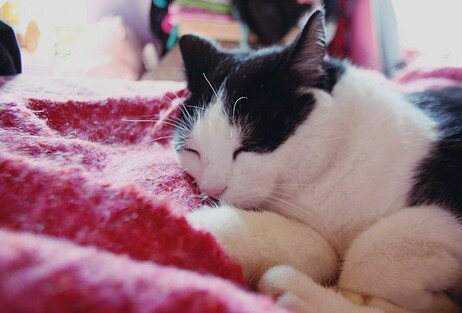 grapeoo9's profile picture. hello world!