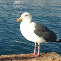 trippleJ (@crispybacon987) 's Twitter Profile