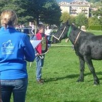 marta boleda m (@martavet11) 's Twitter Profile