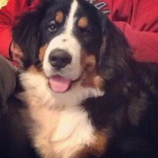 Αγαπάω όλα τα ζώα.True animal lover. Ich liebe die ganze Tieren.