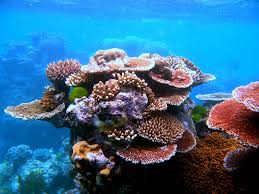 Intresting/Cool facts about Coral Reefs!