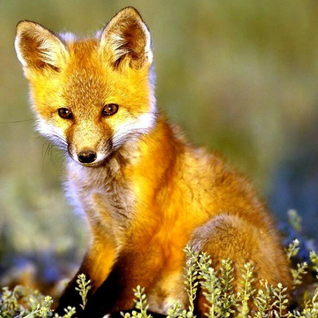 [RP fox] *Baby, lovable, energetic, friendly, no home* [will RP with any type of RP fandome] [WARNING: may do bits and pices from what dose the fox say]