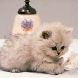 JadeWil65002993's profile picture. 