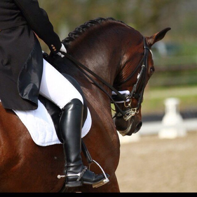 Trotse eigenaar van : Joost ❤️ showteam VD : @JFHorseTricks ! Voor altijd VDop naar de 123 ! VOOR ALTIJD VD met dankaan : @EvaRoemaat & @Jessetjuhh @MeganBakker