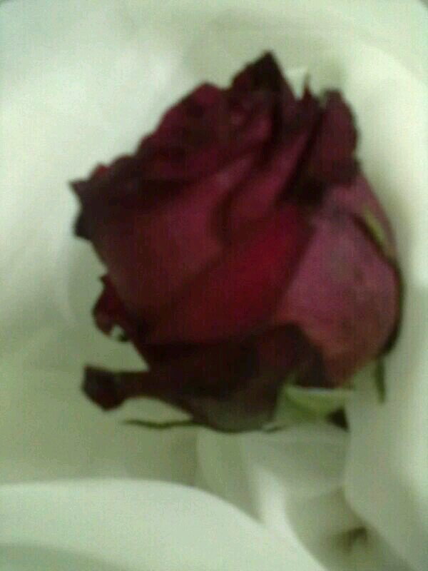 ♡أسعى جاهده ﻷعمل مابوسعي لخدمة ديني ثم مجتمعي♡ ولا ولن اتخلى مادمت اتنفس عن فعل الخير ولاانتظر من احد جزاء ولاأجر 《الخاص ممنوع》