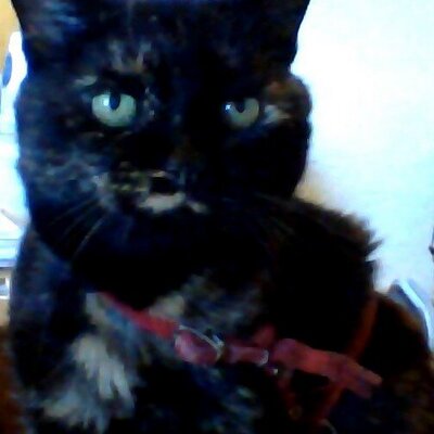 goodjobKitty's profile image