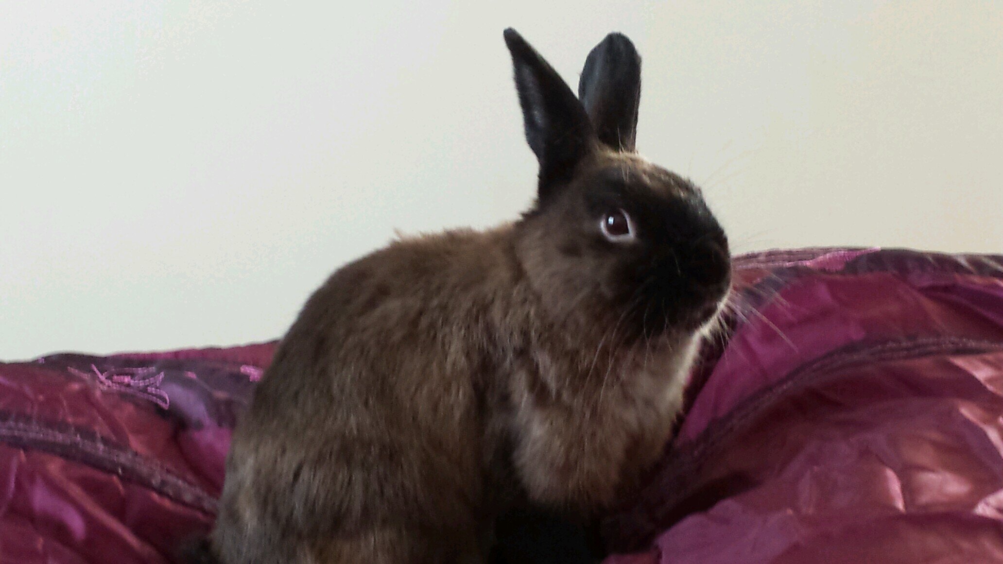JaspyJasper's profile picture. I am a 2 year old pesky bunny from Sunderland. 
I live in the house with my mam @CarleneTeri