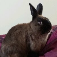 Jasper Rabbit (@jaspyjasper) 's Twitter Profile