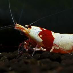 Garnelenzüchter, Shrimp Breeder