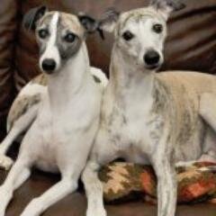 Whippets4me's profile picture. 