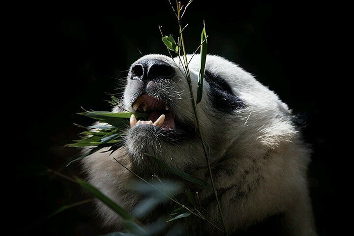 kameyleon2013's profile picture. 