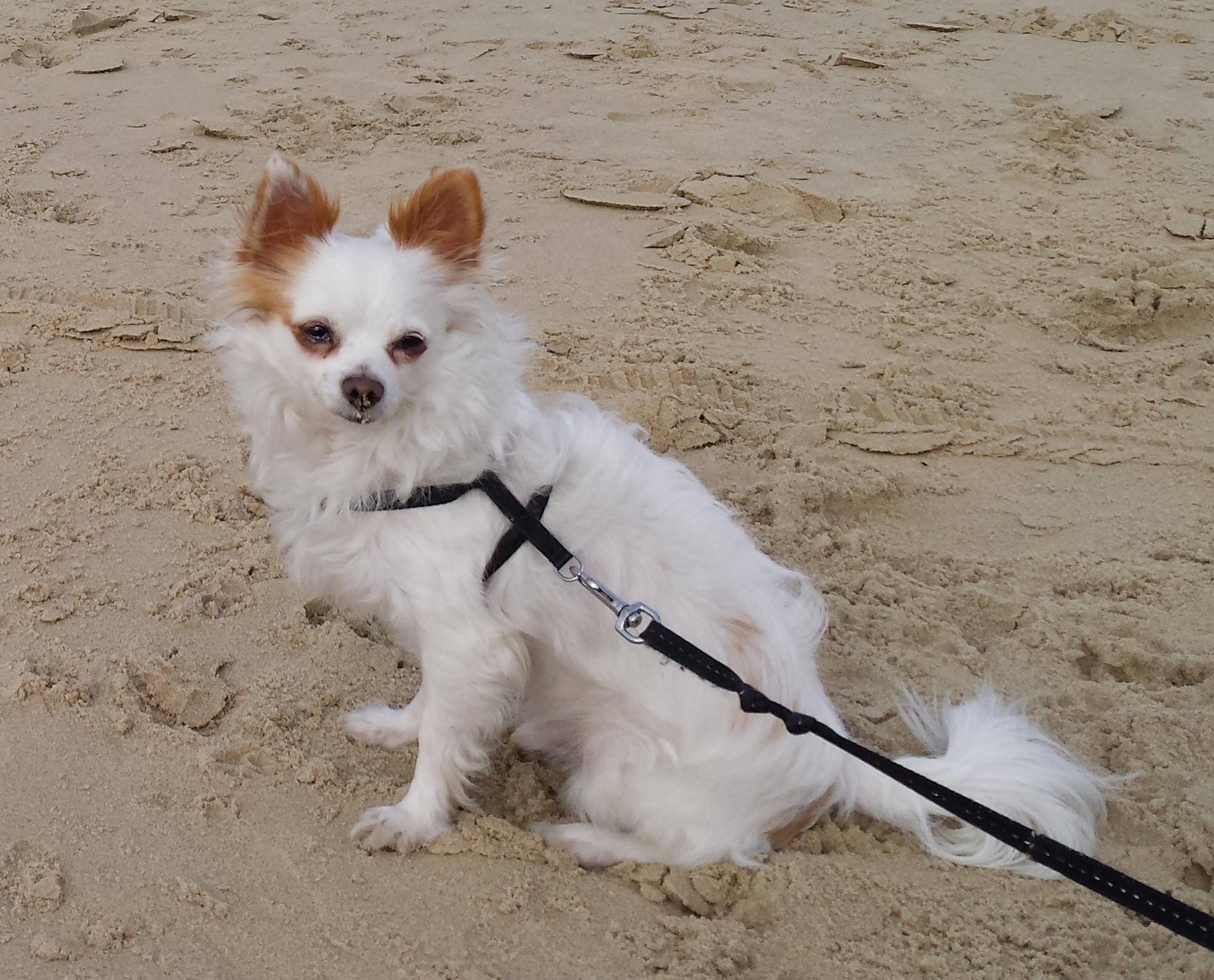 White longhair male Chihuahua. Now 5 jears old from Germany. Missed in Paris, Athis-Mons since 02.11.2013
Our Caravan was stolen and Bazi was inside.
