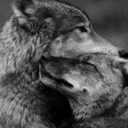 crystalriver_pk's profile picture. We are a human wolf pack living in Chicago yeah we're weird that's okay ._.