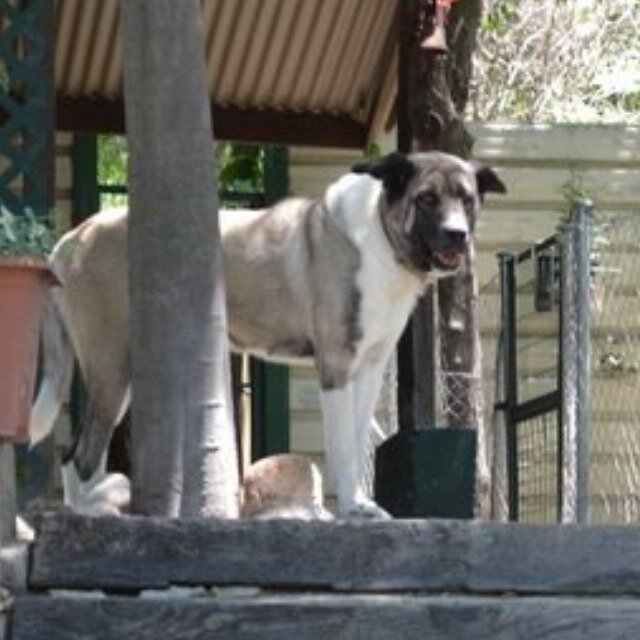 Residencia y guarderia para mascotas con mas de 30 años de experiencia dedicados al mundo canino.