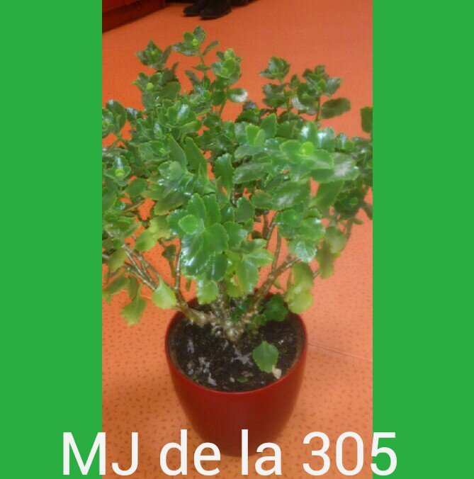 Je vais la où le vent m'emportera 
Camush, Estelle, Aliénor, Charline #Team305 ✨