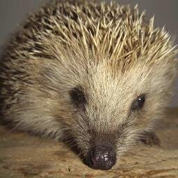 Sanscelerien's profile picture. Mind Guerrilla, Mental Sniper, Wordsmith #braindeadEU #NoEuro #politics #debt #austerity #economy #Portugal #communication