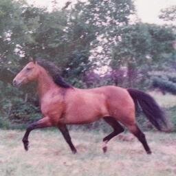 I am a Christian, wife & mother of 2; with 1horse, 1dog, 6chicks.  [formerly Kathy Spangler/Travel agent.]