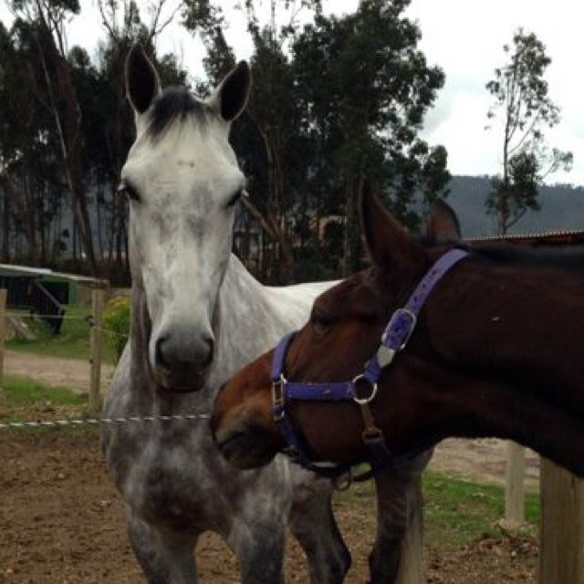 takemeback1_'s profile picture. May the horse be with you.